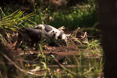 Side view of an animal on field