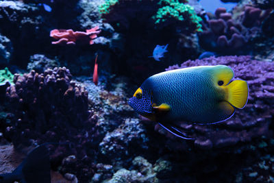 Close-up of fish swimming underwater