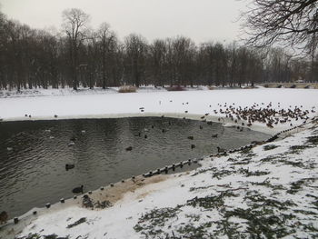 Scenic view of birds in lake during winter