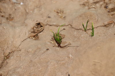 High angle view of plants growing on field