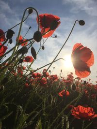 Close-up of red poppy flowers against sky