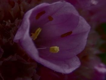 Close-up of pink flowers blooming outdoors