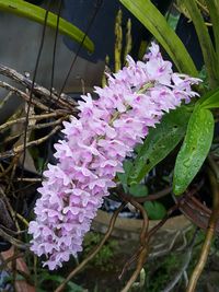 Close-up of purple flowers blooming outdoors