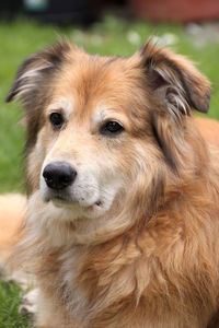 Close-up of dog looking away