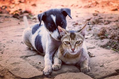 Portrait of dog and cat