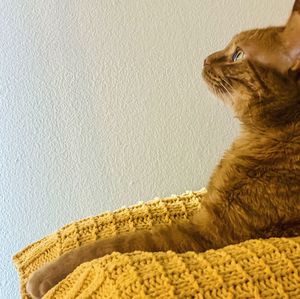 Close-up of a cat on rug
