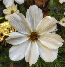 Close-up of daisy flower