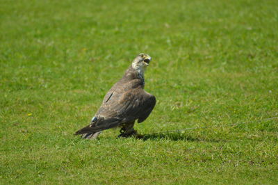 Bird perching on grass in field