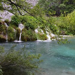 River flowing through trees