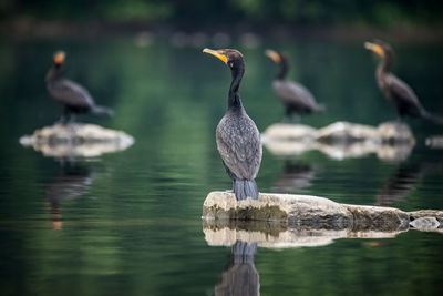 Four cormorant birds perched on rocks in a river in northern virginia