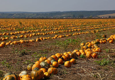 Pumpkins on field