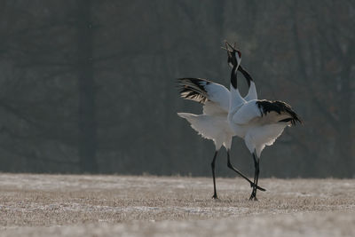 White birds perching on land