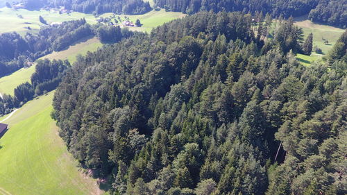 High angle view of trees growing in forest