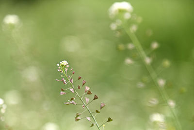 Close-up of flowering plant