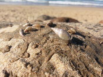 Close-up of seashell on sand at beach