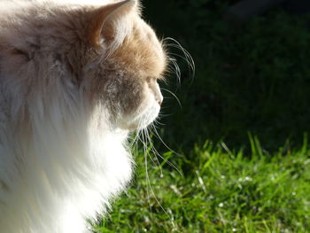 Close-up of a cat