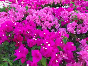 Full frame shot of pink flowers blooming outdoors