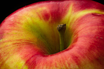 Full frame shot of orange flower