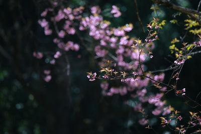 Close-up of pink flowers on branch