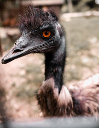 Close-up of a bird looking away