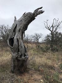 Bare tree on field against sky