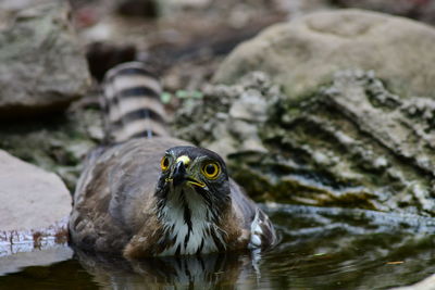 Close-up of bird