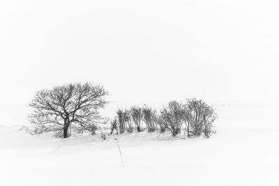 Bare tree on snow covered field against sky