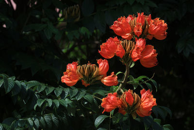 Close-up of red flowering plant