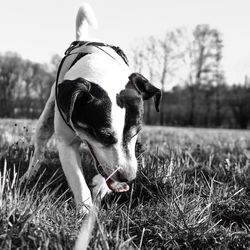 Dog looking away on field