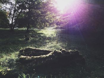 Sun shining through trees