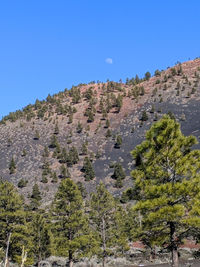 Low angle view of trees on mountain against clear blue sky