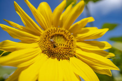 Close-up of yellow flower