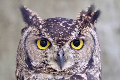 Close-up portrait of owl