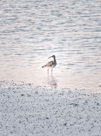 View of bird on beach