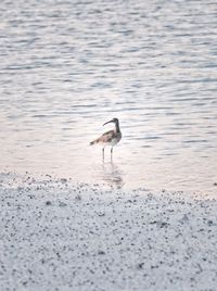 View of bird on beach