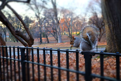 View of squirrel on railing