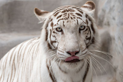 Close-up portrait of white tiger at zoo