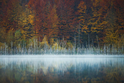 Scenic view of lake in forest during autumn