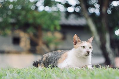 Portrait of a cat looking away