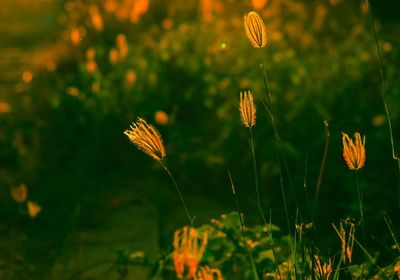 Close-up of flowers on field