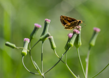 Close-up of butterfly on flower