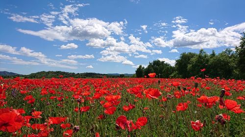 Red poppy flowers on field against sky