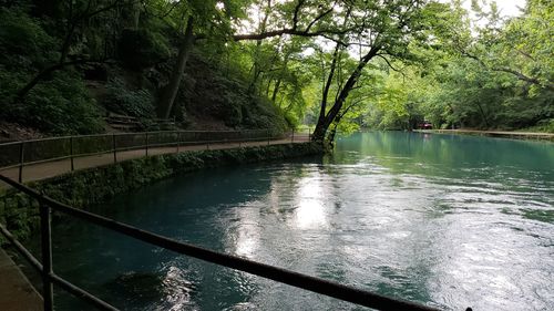 Bridge over river in forest