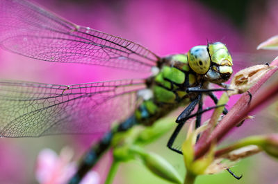 Close-up of dragonfly on flower