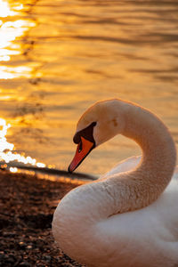 Capture of a swan during the sunset on the lake