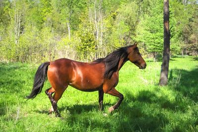 Horse standing on field