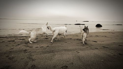 Horses on beach against clear sky