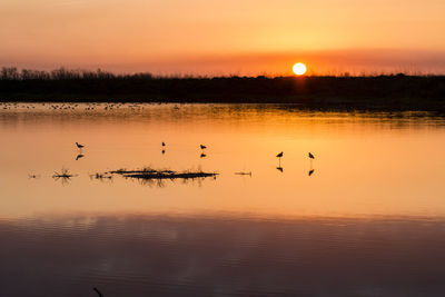 Silhouette birds perching in lake against orange sky