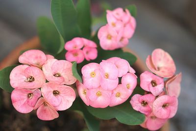 Close-up of pink flowers
