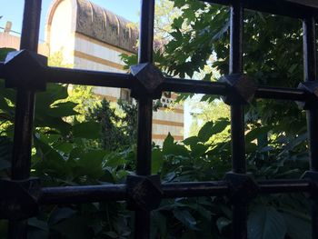 View of trees seen through window